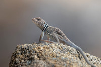 Desert Collared Lizard