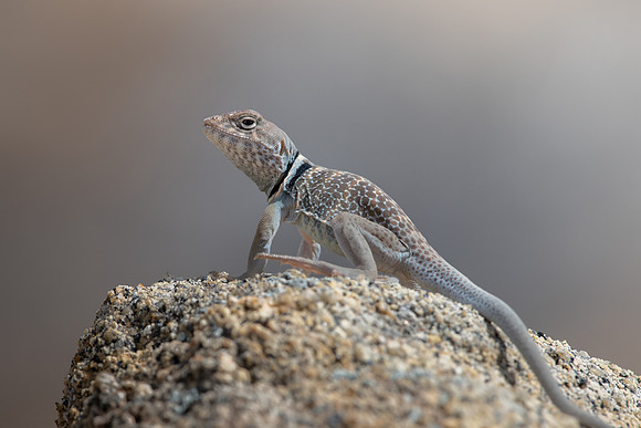 Desert Collared Lizard
