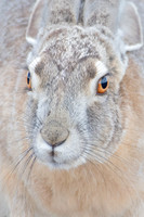Black-Tailed Jackrabbit