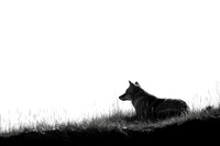 Resting Coyote