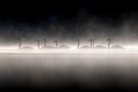 Trumpeter Swan Ghosts