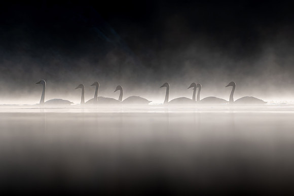 Trumpeter Swan Ghosts