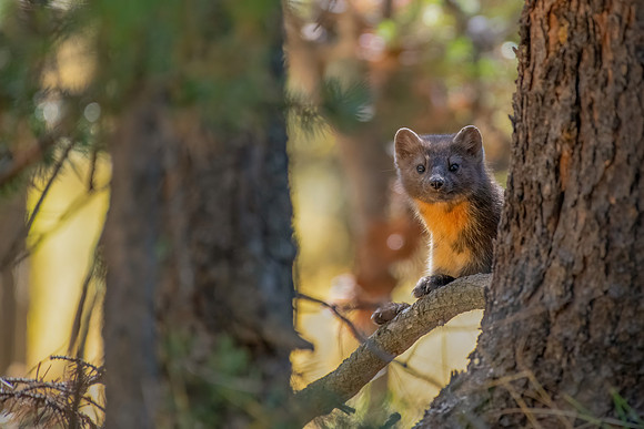 A True Hunter