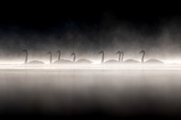Trumpeter Swan Ghosts