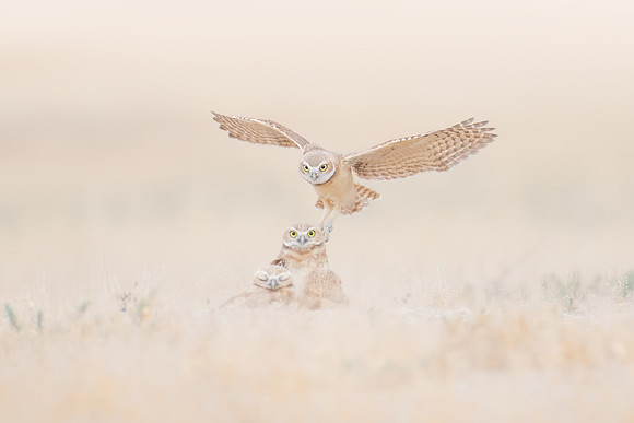Burrowing Owl Fledglings