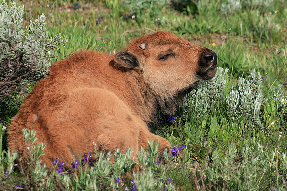 Ferdinand