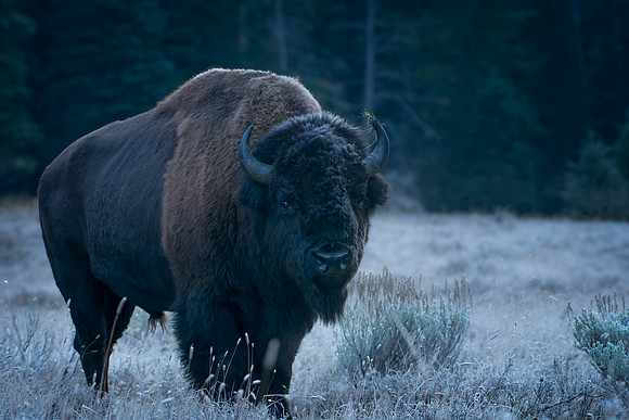 Frosty Bison
