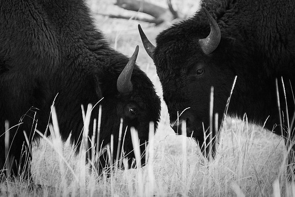 Bison Faces