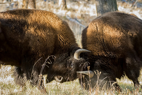 Bison Fight