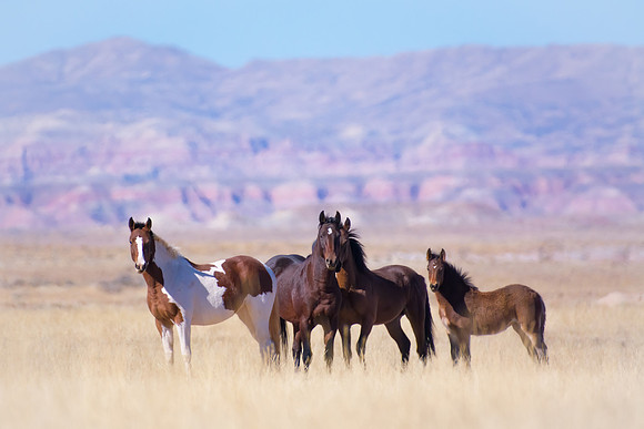 Pastel Wild Horses