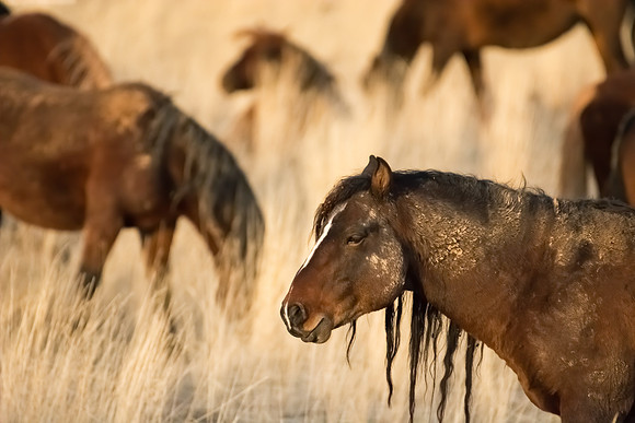 Wild Horse Portrait