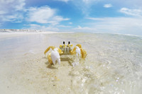 Ghost Crab On Beach