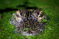Duckweed Alligator