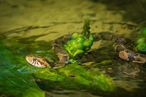 Banded Watersnake Hunting