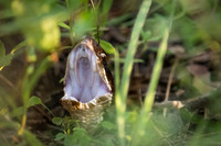 Cottonmouth Face-To-Face