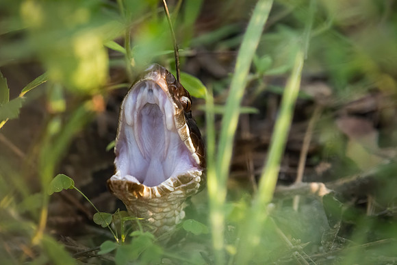Cottonmouth Face-To-Face