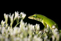 Ferdinand The Green Alone