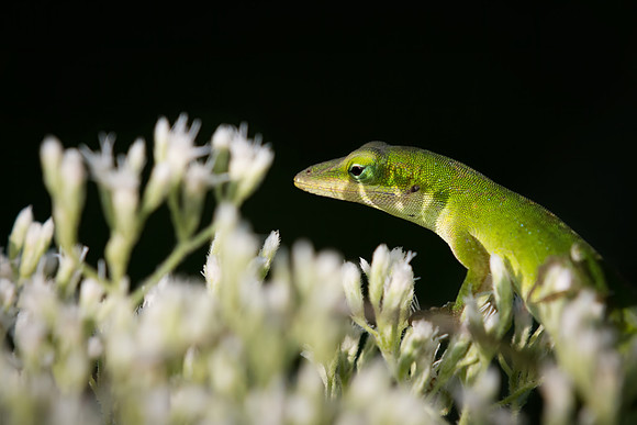 Ferdinand The Green Alone