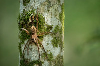 Female Dark Fishing Spider
