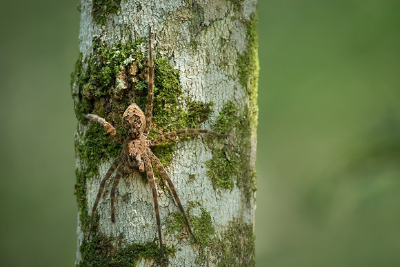 Female Dark Fishing Spider