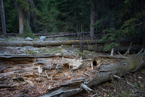 Quiet Log Home