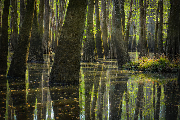Cypress Swamp
