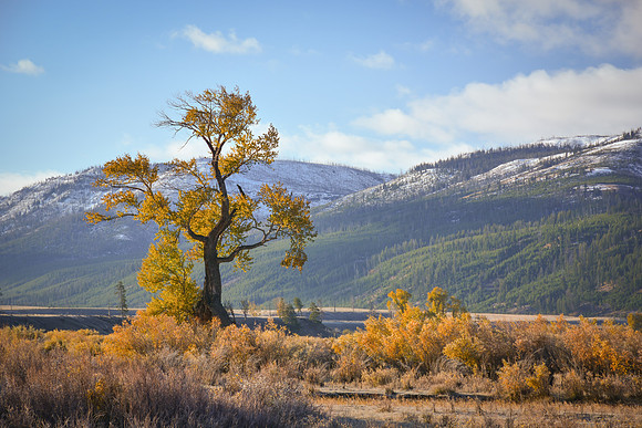 Lamar River Valley Tree 1