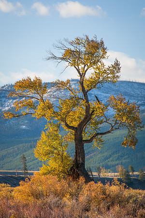 Lamar River Valley Tree 2