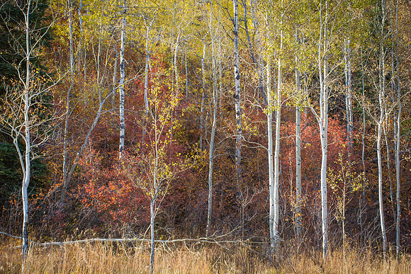 Aspen In The Fall