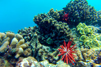 Red Slate Pencil Urchin