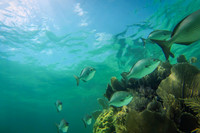 Bermuda Chub Highway