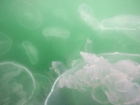 Moon Jelly Bloom 2