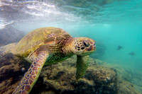 Green Sea Turtle Profile