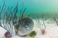 Coral and Sponge