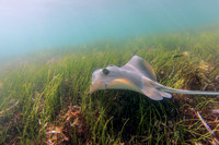 Southern Stingray