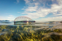 Portugese Man-O-War