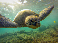 Backlit Green Sea Turtle Portrait