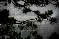 Yellowstone Morning Dew