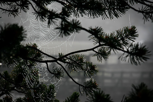 Yellowstone Morning Dew