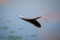 Floating Feather