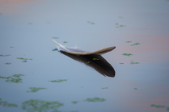 Floating Feather