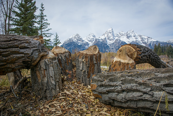 Teton Beaver Trees 1