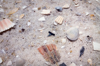 Shark Tooth Beach