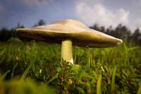 Mushroom Kingdom