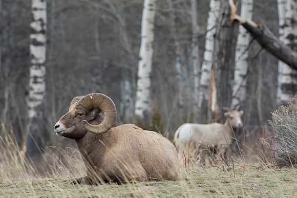 Ram and Ewe