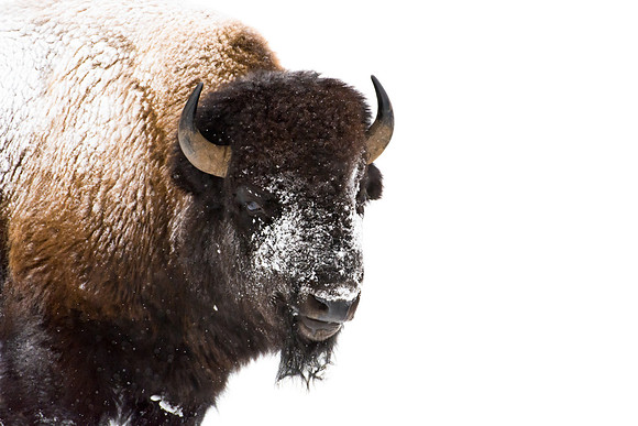 Snowy Bison Cow
