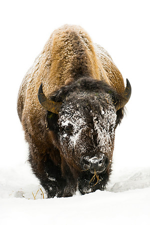 Snowy Bison
