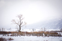 Lamar River Tree In Winter