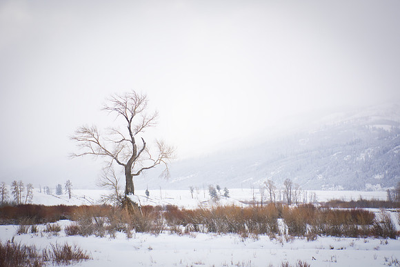 Lamar River Tree In Winter