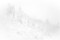 Rime Frost Lodgepoles